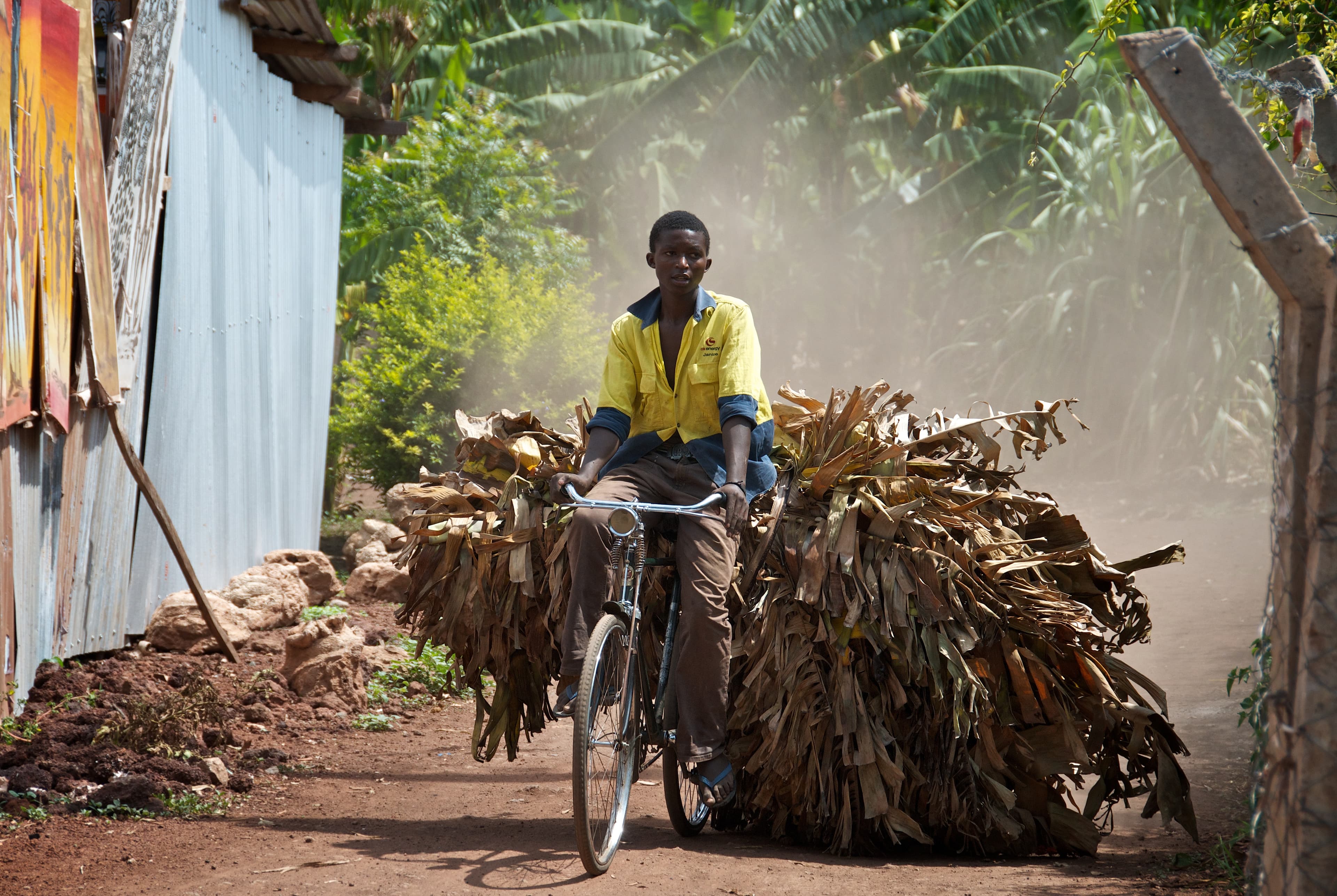 A young man cycling along a sunlit dusty path carrying a load of dried banana leaves